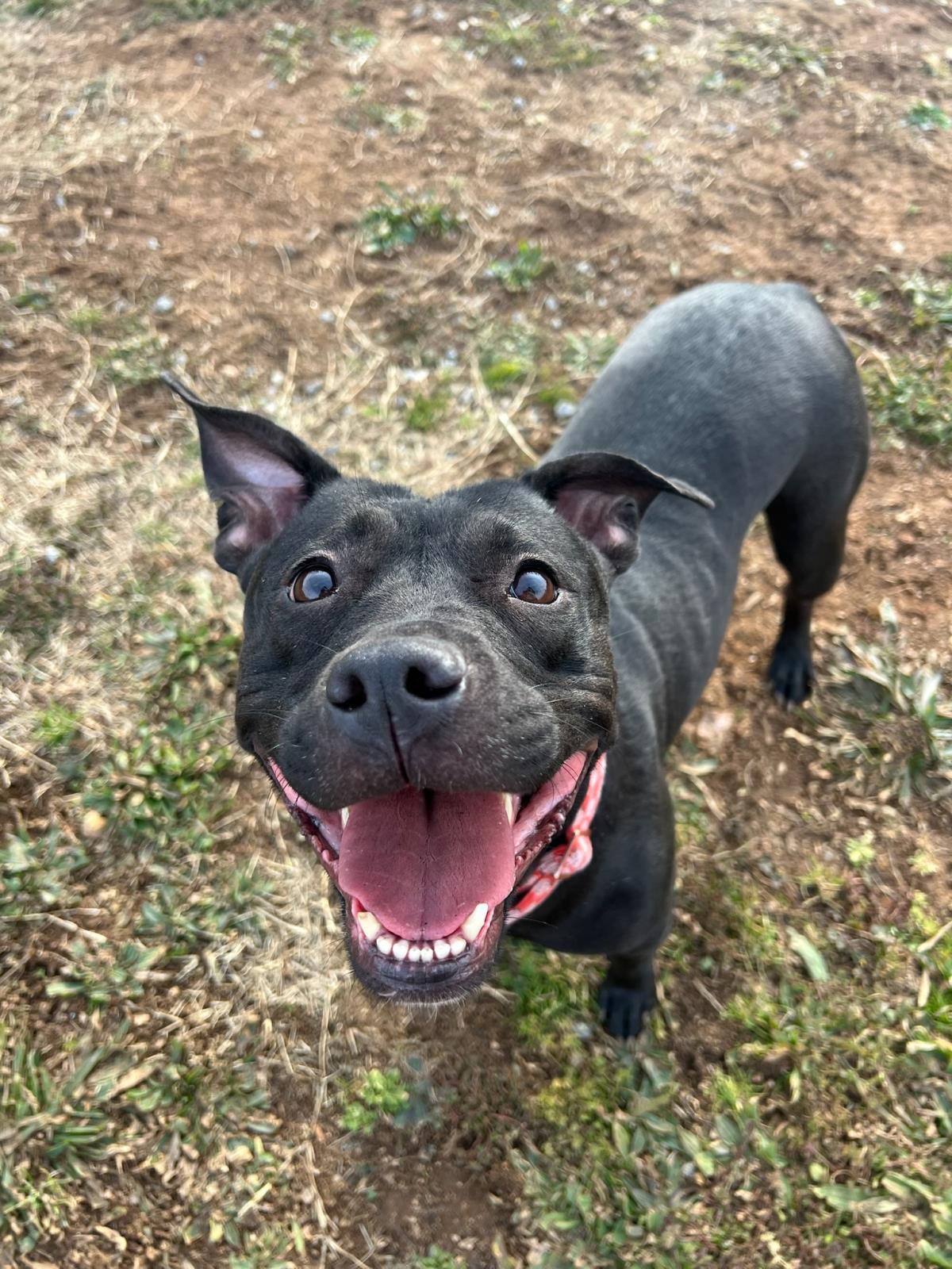 Allie *in Foster*