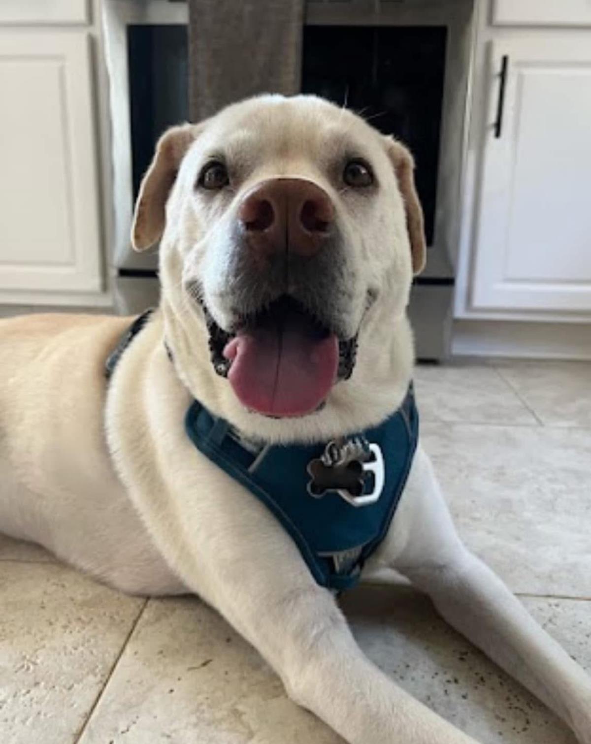 Hank *in Foster*
