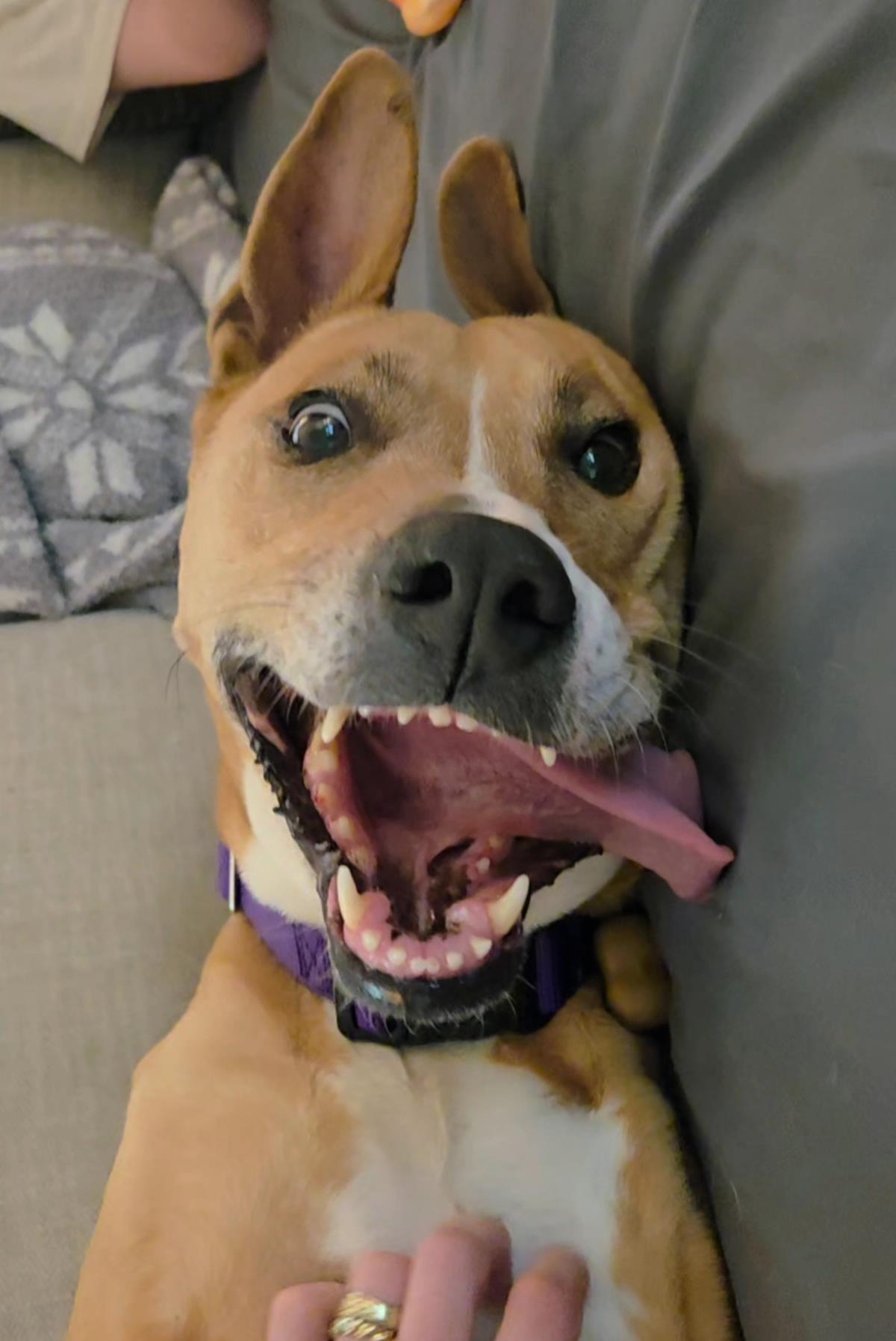 Lulu
